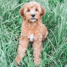 Hickory (Green) - Red  male Goldendoodle puppy in Beaverton, Oregon from Henry Elliots