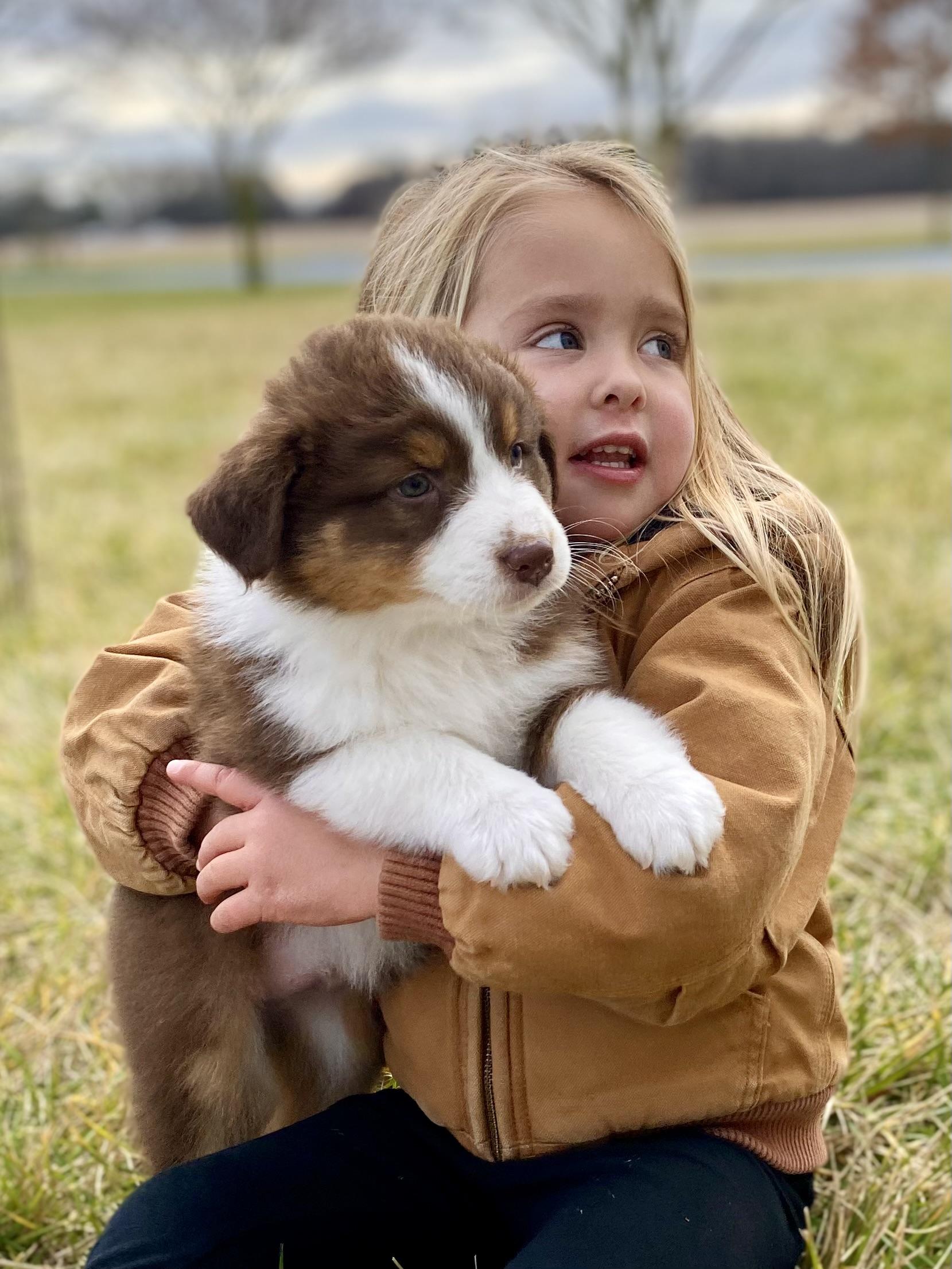 Oak Haven Aussies in Maryland Australian Shepherd puppies Good Dog