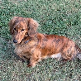 Stanley - Dachshund