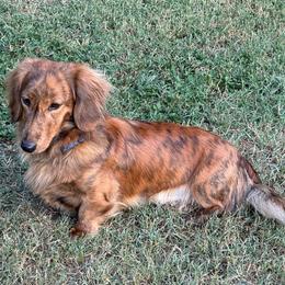 Stanley - Dachshund