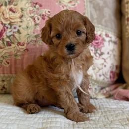 Anne - Red female Cavapoo puppy in Beckley, West Virginia from By Design Doodles