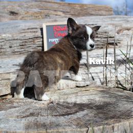 Kavik - Brindle and white male American Corgi puppy in Sedro Woolley, Washington from Patriot Corgis