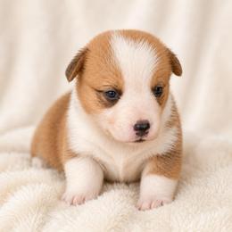Cheeto - Red male Pembroke Welsh Corgi puppy in Beggs, Oklahoma from Blue Diamond Corgi’s