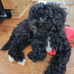 Charlie - Black female Havapoo puppy in Louisville, Kentucky from Derbyville Havapoos