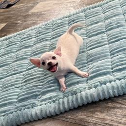 Romeo - White male Chihuahua puppy in Summerfield, Florida from Uey’s Chihuahuas