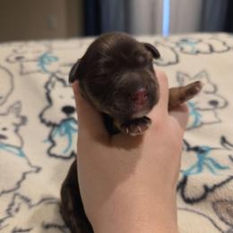 Iris - Liver female Miniature Schnauzer puppy in Graham, Washington from Olivia's Miniature Schnauzer's