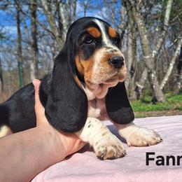 Fanny - Black brown and white female Basset Hound puppy in Mack's Creek, Missouri from Mack's Creek Basset Hounds