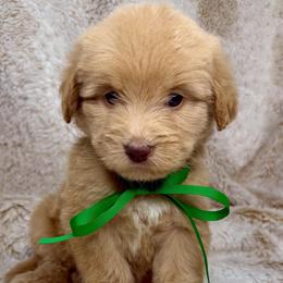 Airy - Caramel red male Australian Labradoodle puppy in Upland, California from Kings Labradoodles