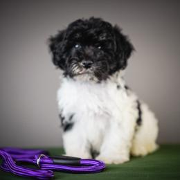 Lavender - Black and white female Schnoodle puppy in Caldwell, Idaho from Boise Doodle Co.