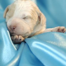 Lagotto Romagnolo Puppies from Morena