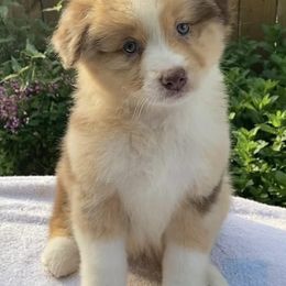 Australian Shepherds and Smooth Fox Terriers from KamaKris Kennel