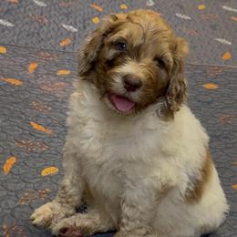 Zane - male Newfypoo puppy in San Antonio, Texas from Mammoth Doodles