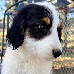 Bullfrog - Black tri-color male Aussiedoodle puppy in Colorado Springs, Colorado from Pesky Redneck Mini Ranch
