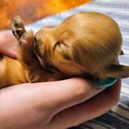 Reba McEntire - Red female Dachshund puppy in Mayport, Pennsylvania from Debbie's Dachshunds
