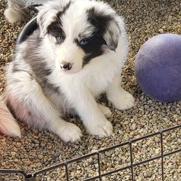 Border Collie Puppies from Balmoral Border Collies
