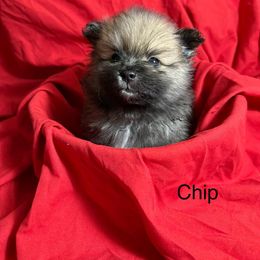 Chip - Wolf sable male Pomeranian puppy in Tucson, Arizona from Kristy's Pomeranians