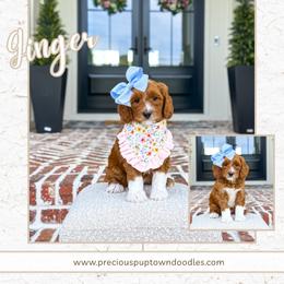 Ginger - Red  female Goldendoodle puppy in Bell Buckle, Tennessee from Precious Puptown Doodles