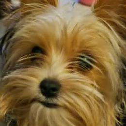 Shih Tzus, Shorkies, and Yorkshire Terriers from Yorkies of Distinction