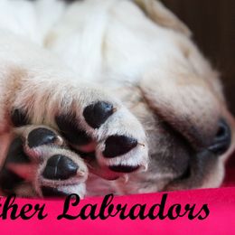 Labrador Retriever Puppies from Günther Labradors