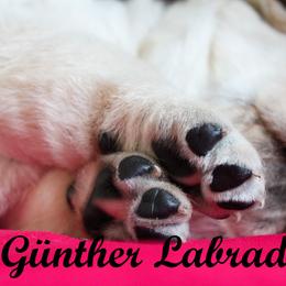 Labrador Retriever Puppies from Günther Labradors