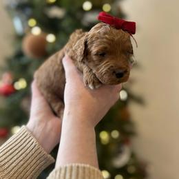 Ginger - Red  female Goldendoodle puppy in Indianapolis, Indiana from Indy Doodle Co.