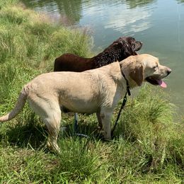 Mattie - Labrador Retriever