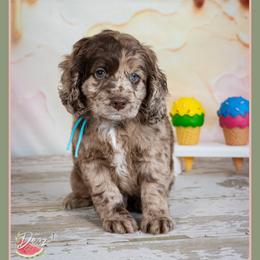 Bear - Merle male Cockapoo puppy in Connersville, Indiana from Deaz Doodle Ranch