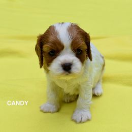 Australian Shepherd and Cavalier King Charles Spaniel Puppies from FairWilde Farm