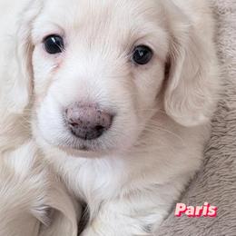 Paris-AKC Limited - Cream female Dachshund puppy in Caulfield, Missouri from Hocomo Hollow Doxies