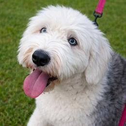Saffi - Bernedoodle