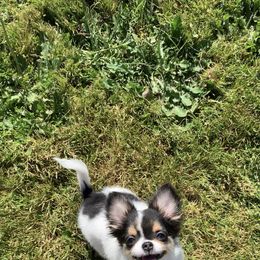 Chihuahua Puppies from Wee Lil’Rascals