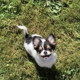 Chihuahua Puppies from Wee Lil’Rascals