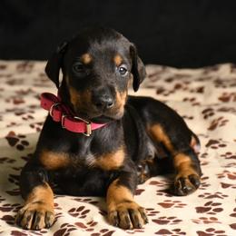 Legacy - Black and rust female Doberman Pinscher puppy in Overton, Texas from Obsidian Kennel