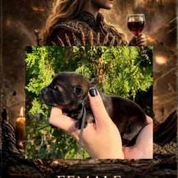 Cersei Lannister - Sable female German Shepherd puppy in Chino, California from BlueStone K9