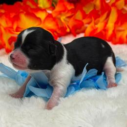 Boy 3 - male Chihuahua puppy in Lee Center, New York from Alfheim-Andromeda Chihuahua's (A &A's)
