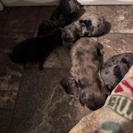 Boy 3 - Dapple male Dachshund puppy in Skowhegan, Maine from KBz Miniature Dachshunds
