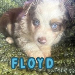 Floyd - Red merle male Toy Australian Shepherd puppy in Union Grove, North Carolina from Grove Farm