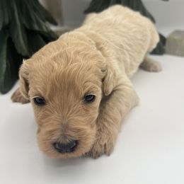 Sookie St. James - Cream female Goldendoodle puppy in Alton, Missouri from Roberts Farm Doodles