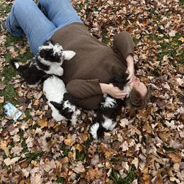 Havanese Puppies from Windy Hill Havanese