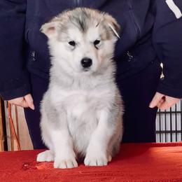 Bannock - Gray and white male Alaskan Malamute puppy in Palmyra, Michigan from Illusion Kennel