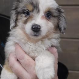 Vivian - Blue merle female Miniature American Shepherd puppy in Delta, Ohio from Sunrise Miniature American Shepherds