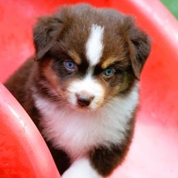 Mimosa - Red tri-color female Miniature American Shepherd puppy in South Branch, Michigan from Ross Ranch Mini and Standard Aussie's