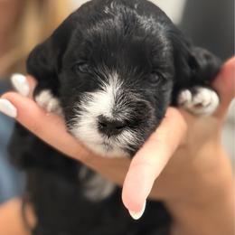 Oreo - Black male Goldendoodle puppy in Knoxville, Tennessee from Graystone Doodles
