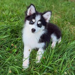 Chai - Black and white female Pomsky puppy in Campton Hills, Illinois from Urban Miracle’s