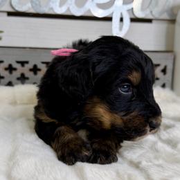 Nut Tossie - Phantom female Bernedoodle puppy in Hegins, Pennsylvania from Bubbling Springs Doodles, LLC