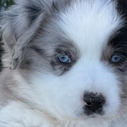 Australian Shepherds, Miniature Australian Shepherds, and Toy Australian Shepherds from Crazy Acres Aussies