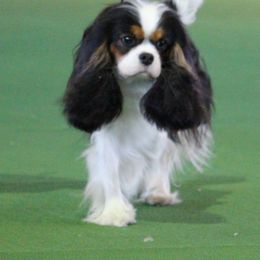 Cavalier King Charles Spaniel All Grown Up from Saranade Cavaliers