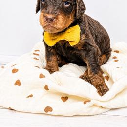 Puma - Phantom male Bernedoodle puppy in Otisville, Michigan from Danie’s Darling Doodles LLC