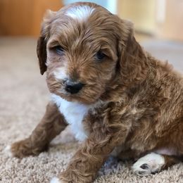 Cockapoo Puppies from Maple’s Cockapoo Puppies