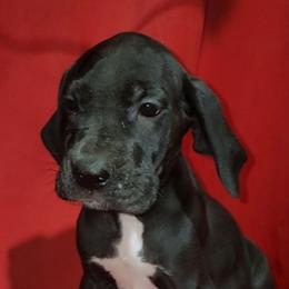 Ellie - Black female Great Dane puppy in Walker, Louisiana from La Rebel Danes
